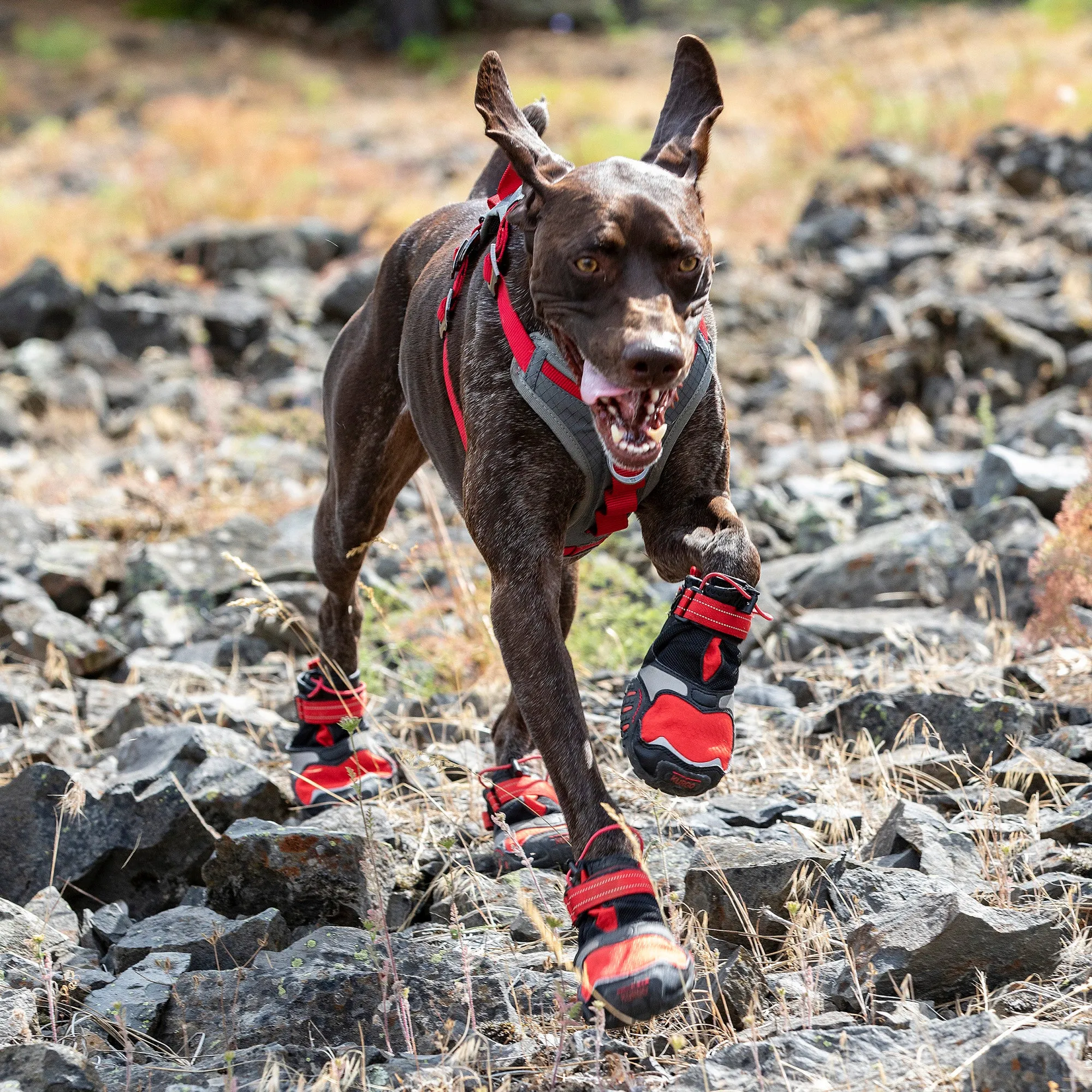 Blaze Cross Dog Shoes