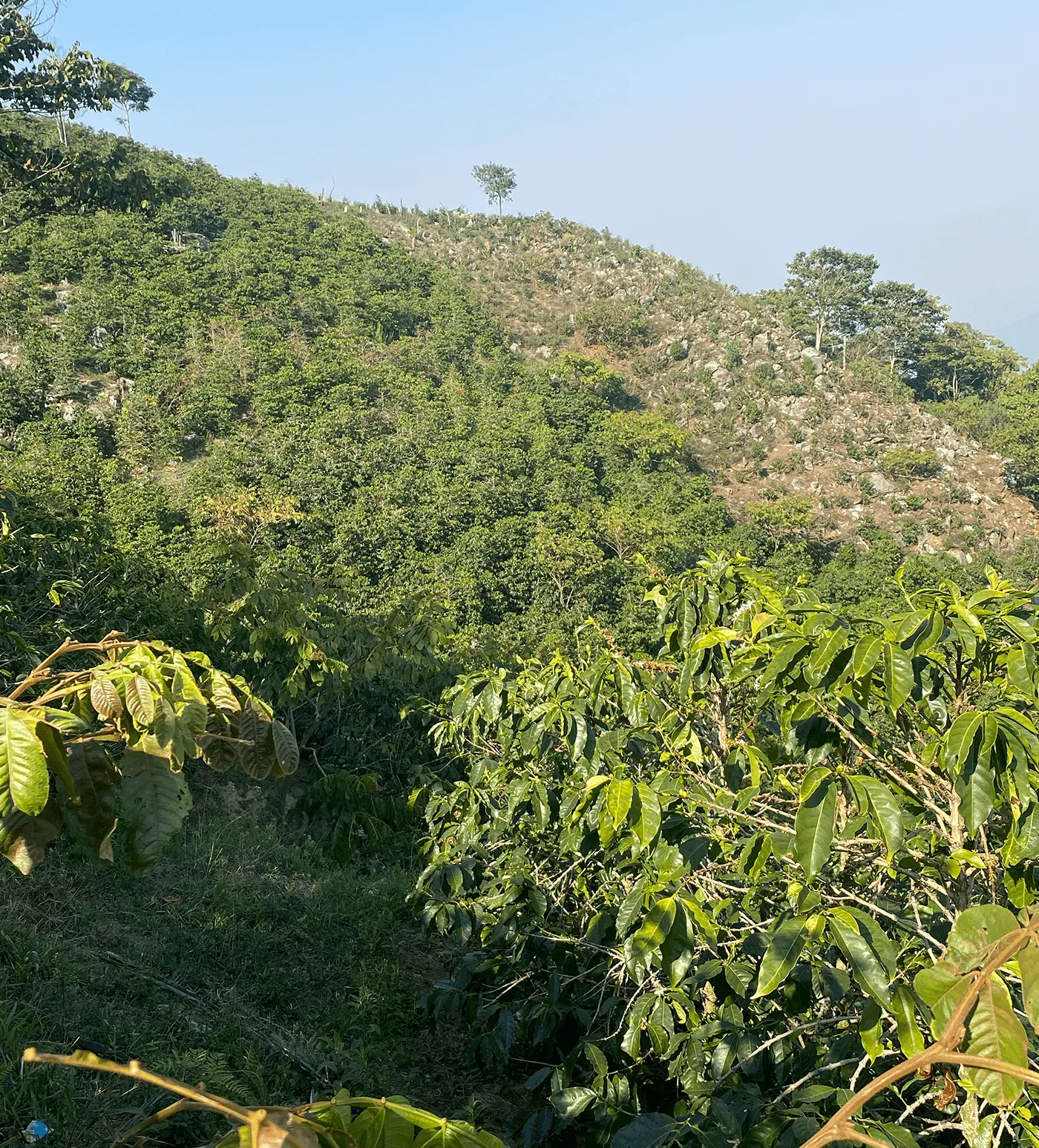 Honduras El Brujo